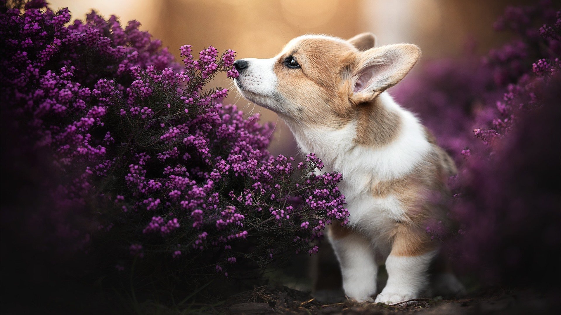 2016年第三轮:库里在关键战中三分绝杀,带领勇士差点翻盘成功,库里2016年西决超远三分是哪一场