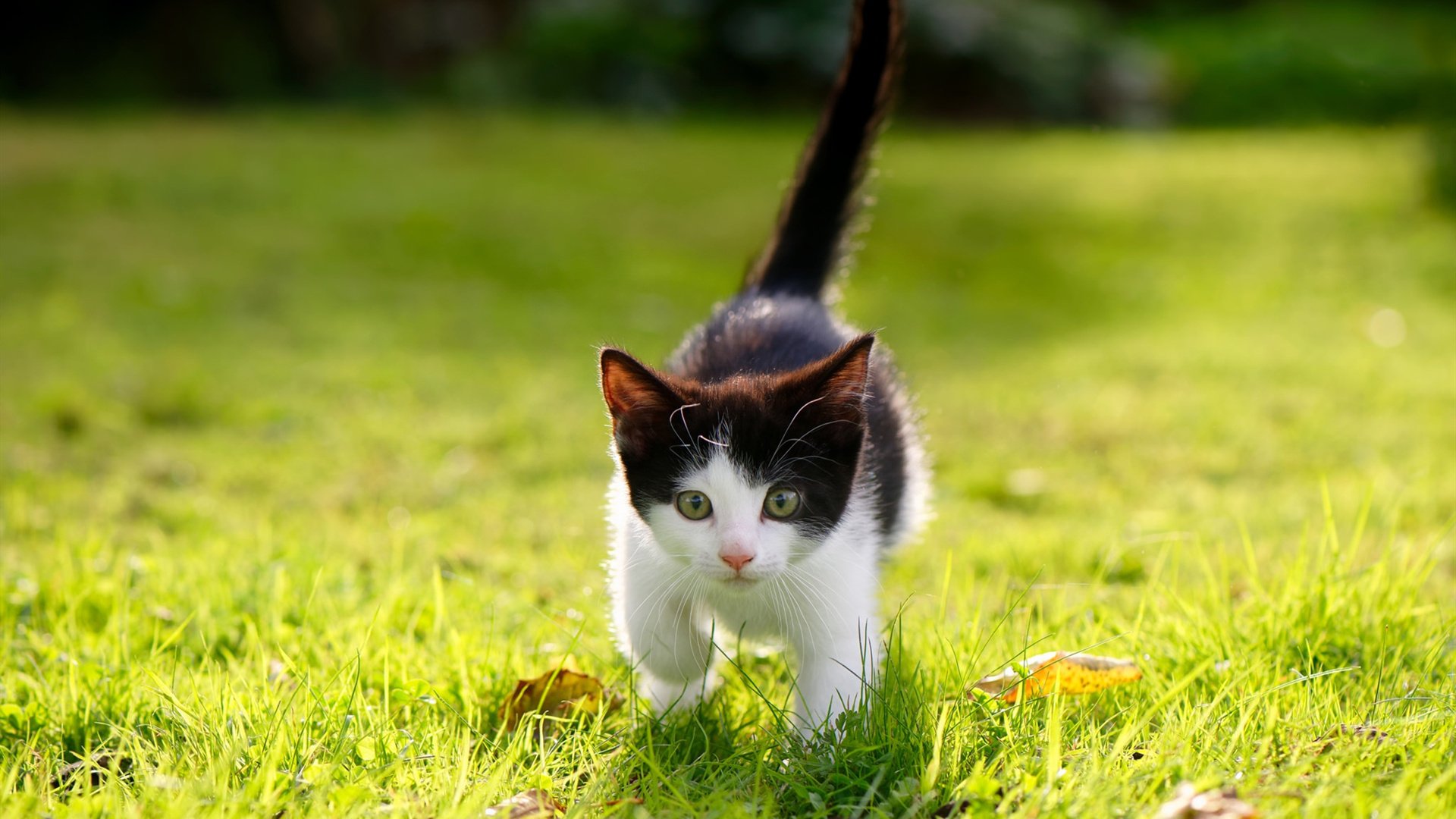 _全民篮球挑战：街头、社区同步火热_，全民篮球改成什么了