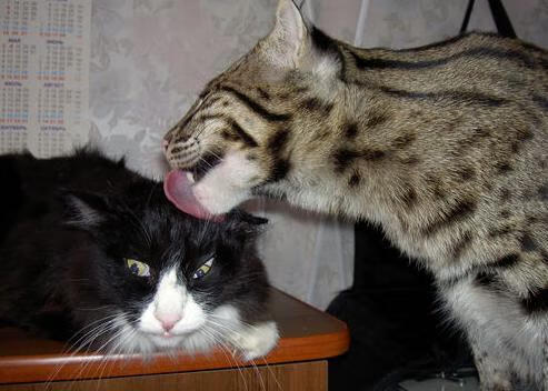 _篮网团队配合出色，牢牢占据联盟前列_，篮网队队员列表