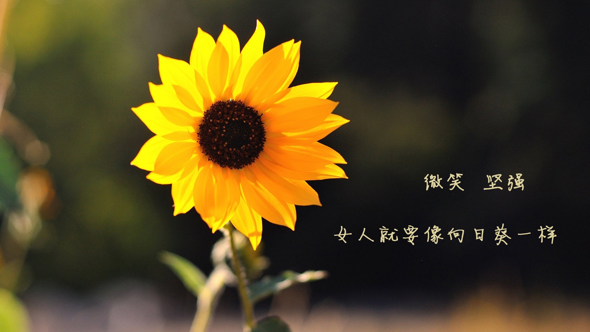 “天气考验：暴雨、雪雾的生死瞬间”，天气预报的暴雨