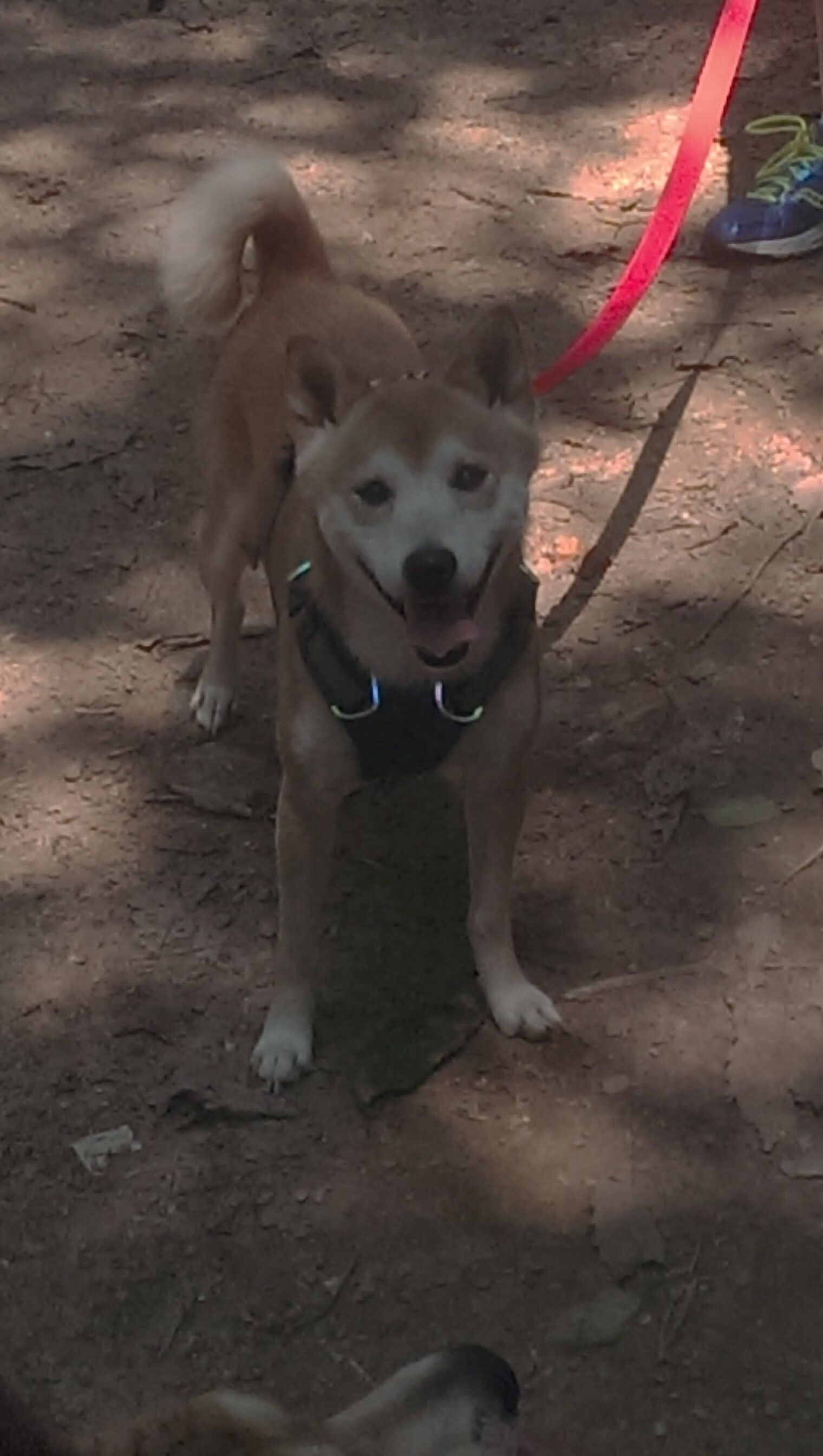 Jiuyou-“德甲激烈竞争，最后冲刺谁能占上风？”，德甲收官战