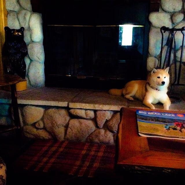 Jiu You-“速度之魂”——冠军车手的血性与荣耀，速度之星