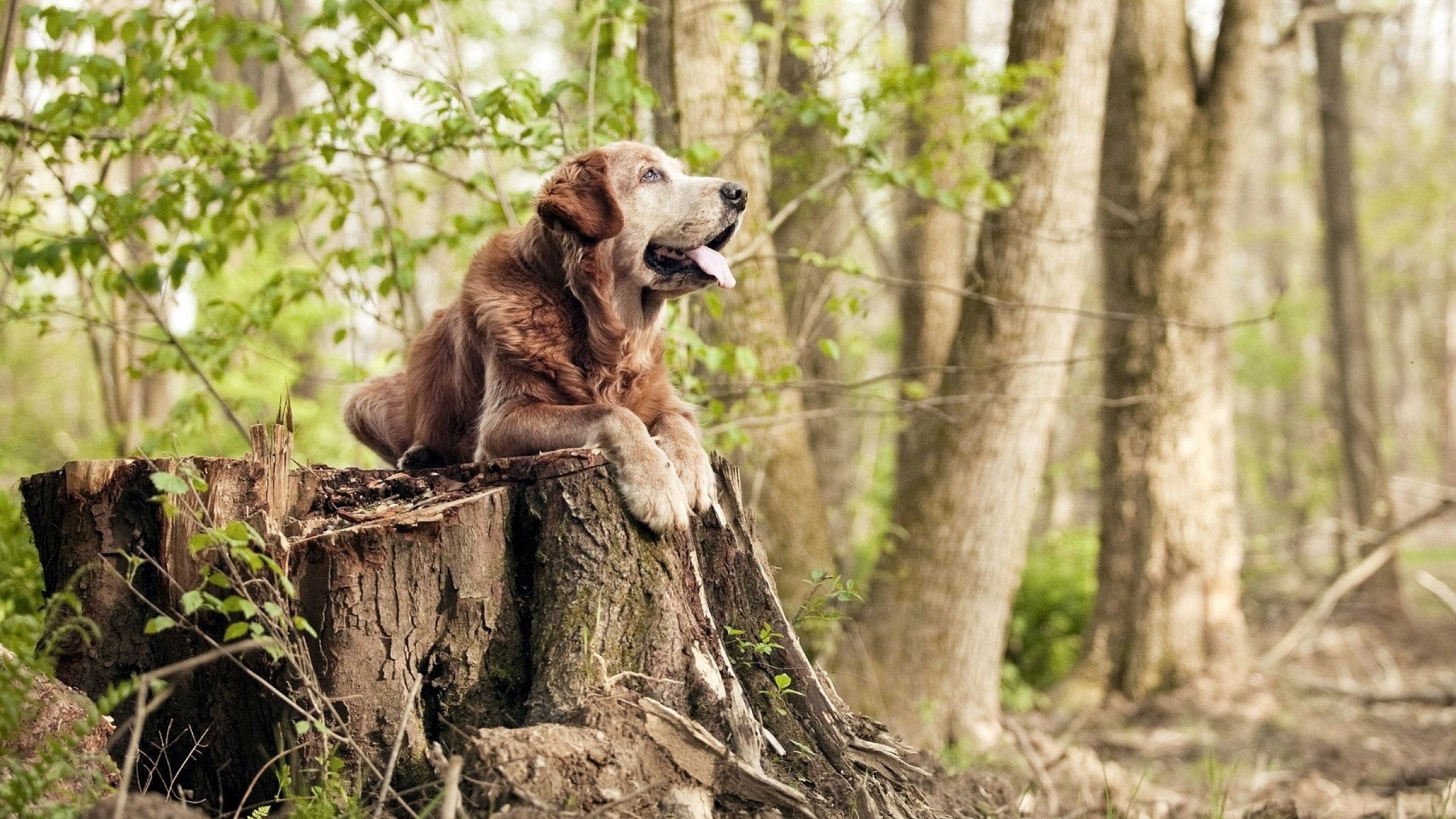 《Rookie：Interview获赞新一代最具潜力中单》，rookie最强是哪个赛季