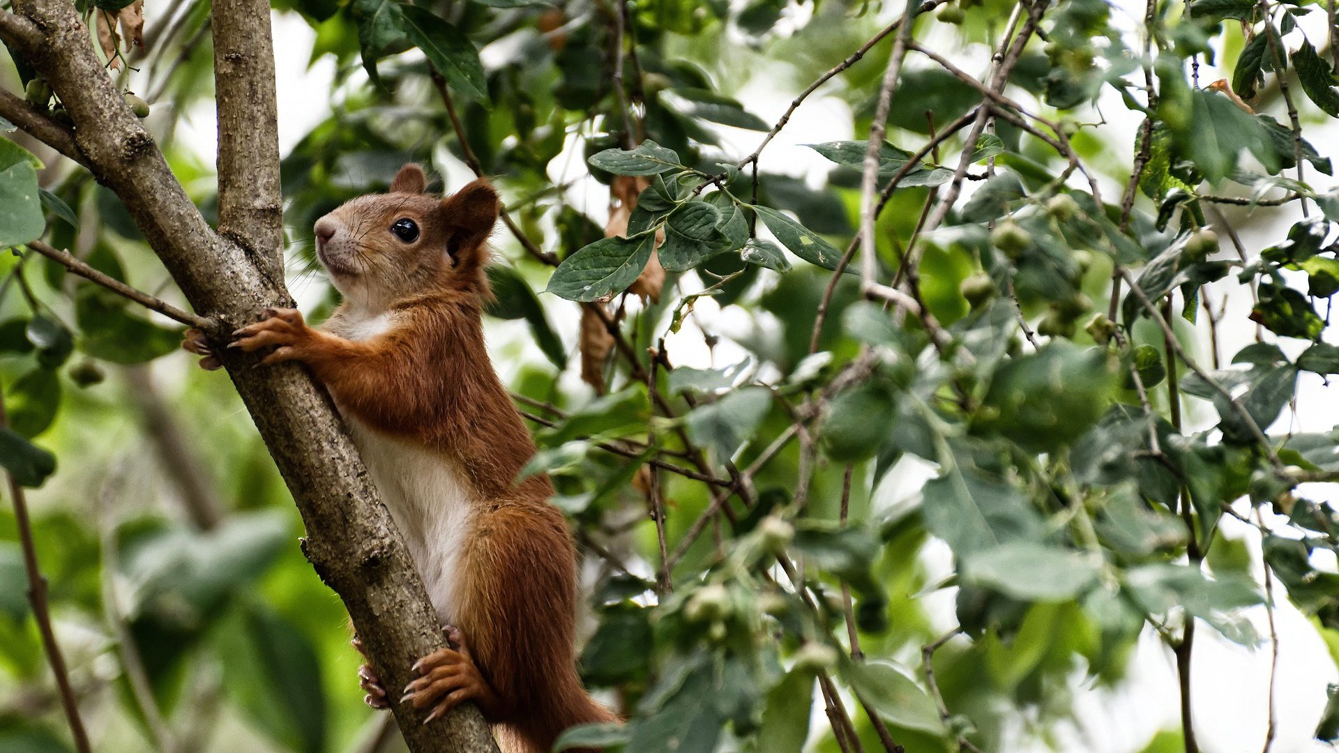 九游sports-【稳如泰山】马克·塞尔比：防守策略的深层逻辑，马克塞尔比的球杆