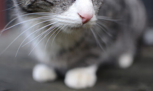 九游下载官网-巴萨控球占优，逐步蚕食对手防线直至取胜，巴萨控球率达81%