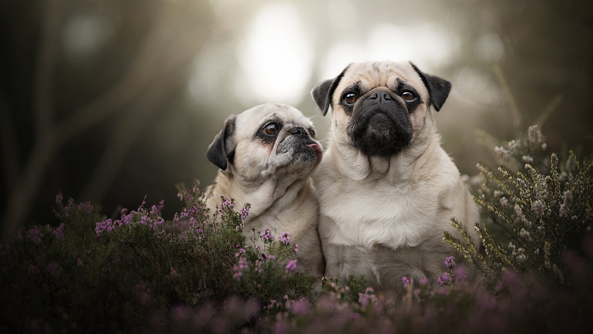 亚洲快乐篮球友谊赛精彩上演，欢乐无限，亚洲篮球联合会官网