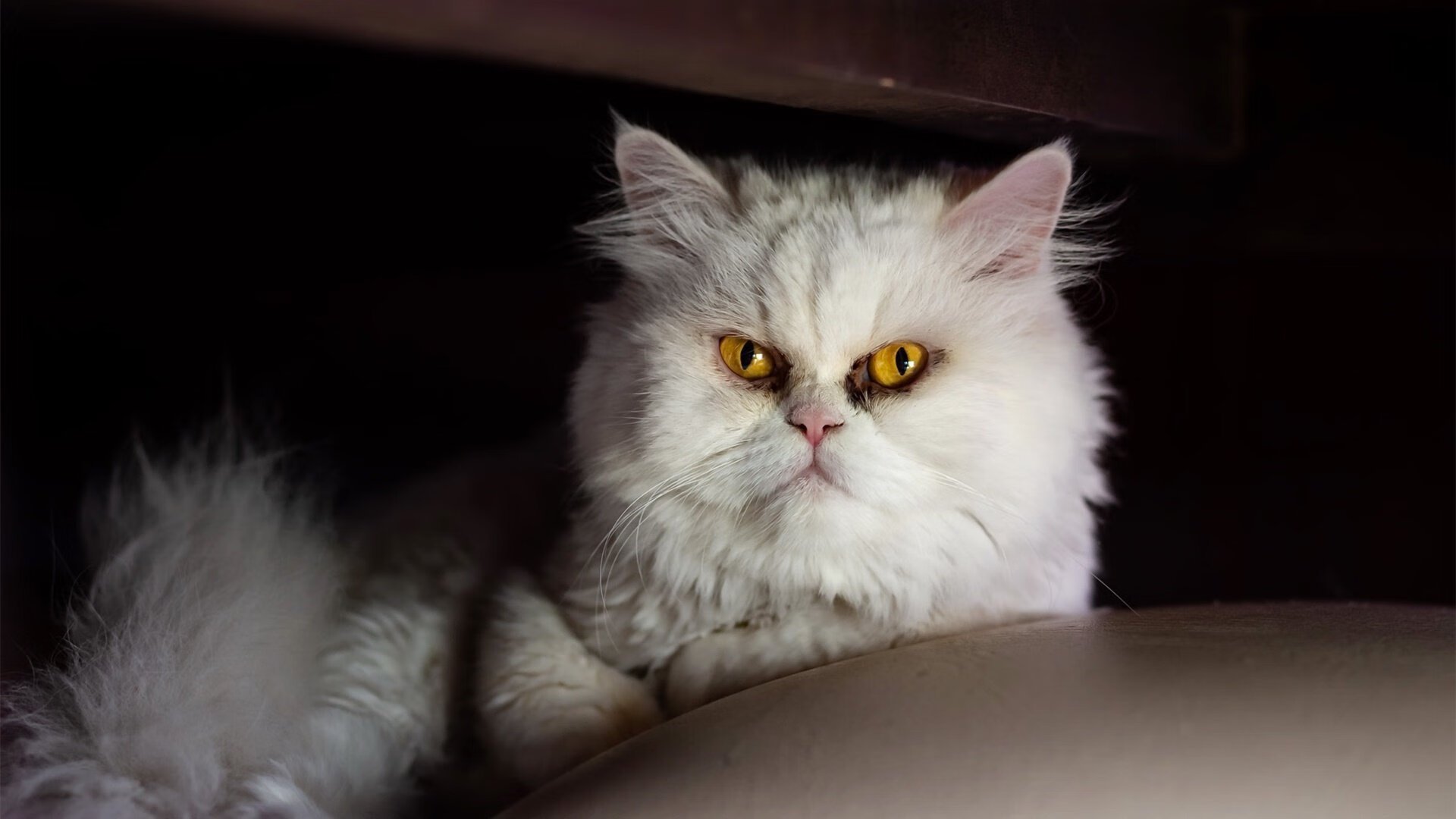 九游电脑版-巴朗加国王球员配合默契提升，巴朗加斯