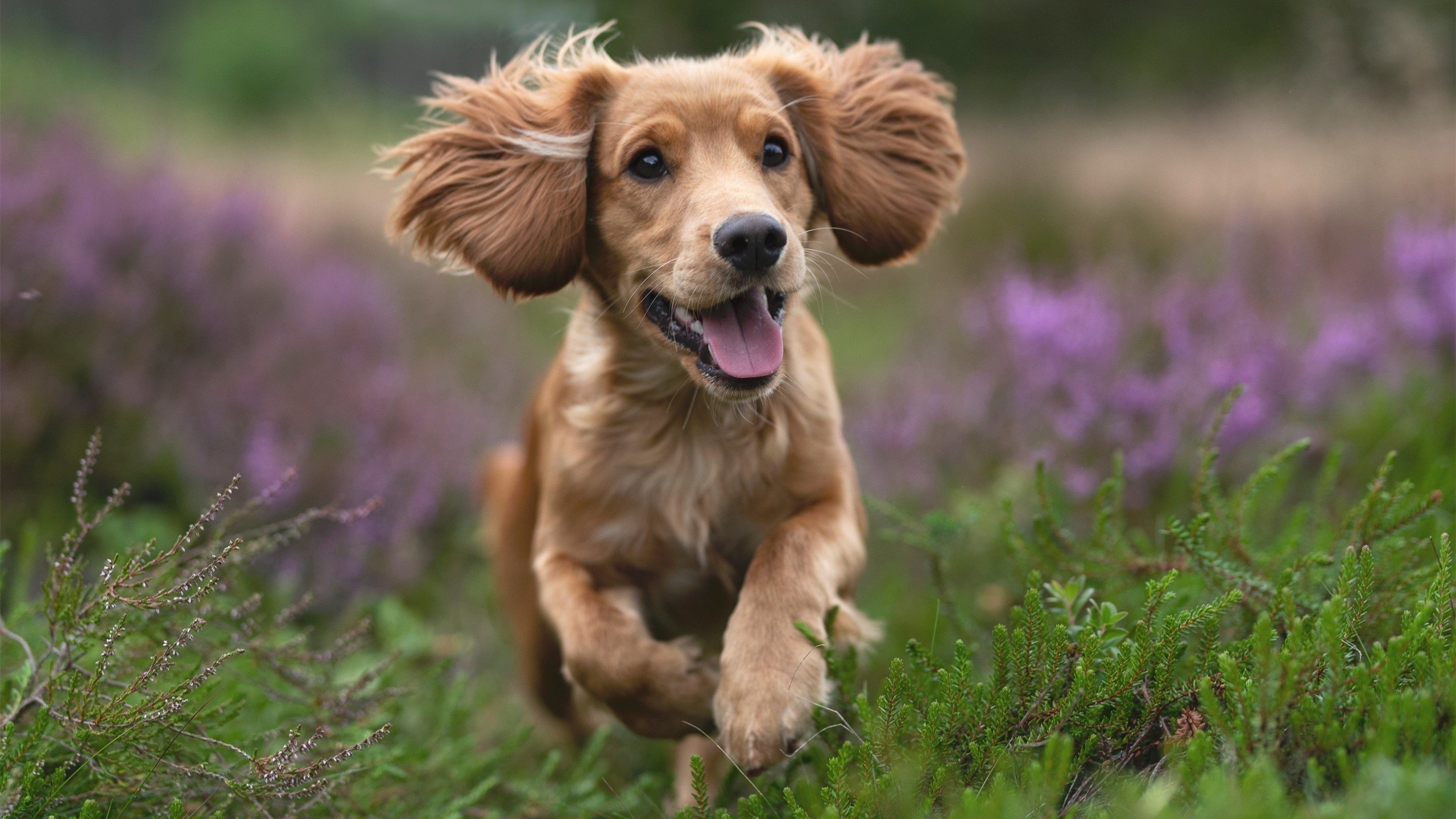 九游登录入口-开拓者篮网对决，两队实力碰撞点燃球场热度，篮网vs开拓者第一节