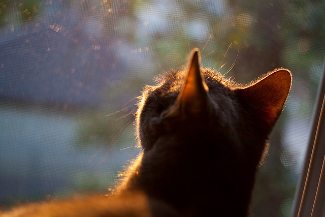 中超新赛季人员流动统计报告,中超新赛季球队