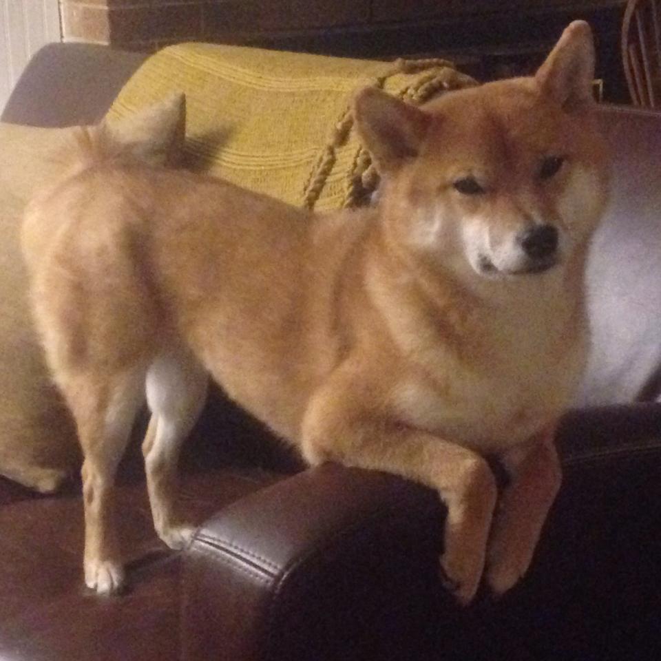 赛季最大悬念：谁能打破传统豪门的垄断？，新赛季胜率最高英雄