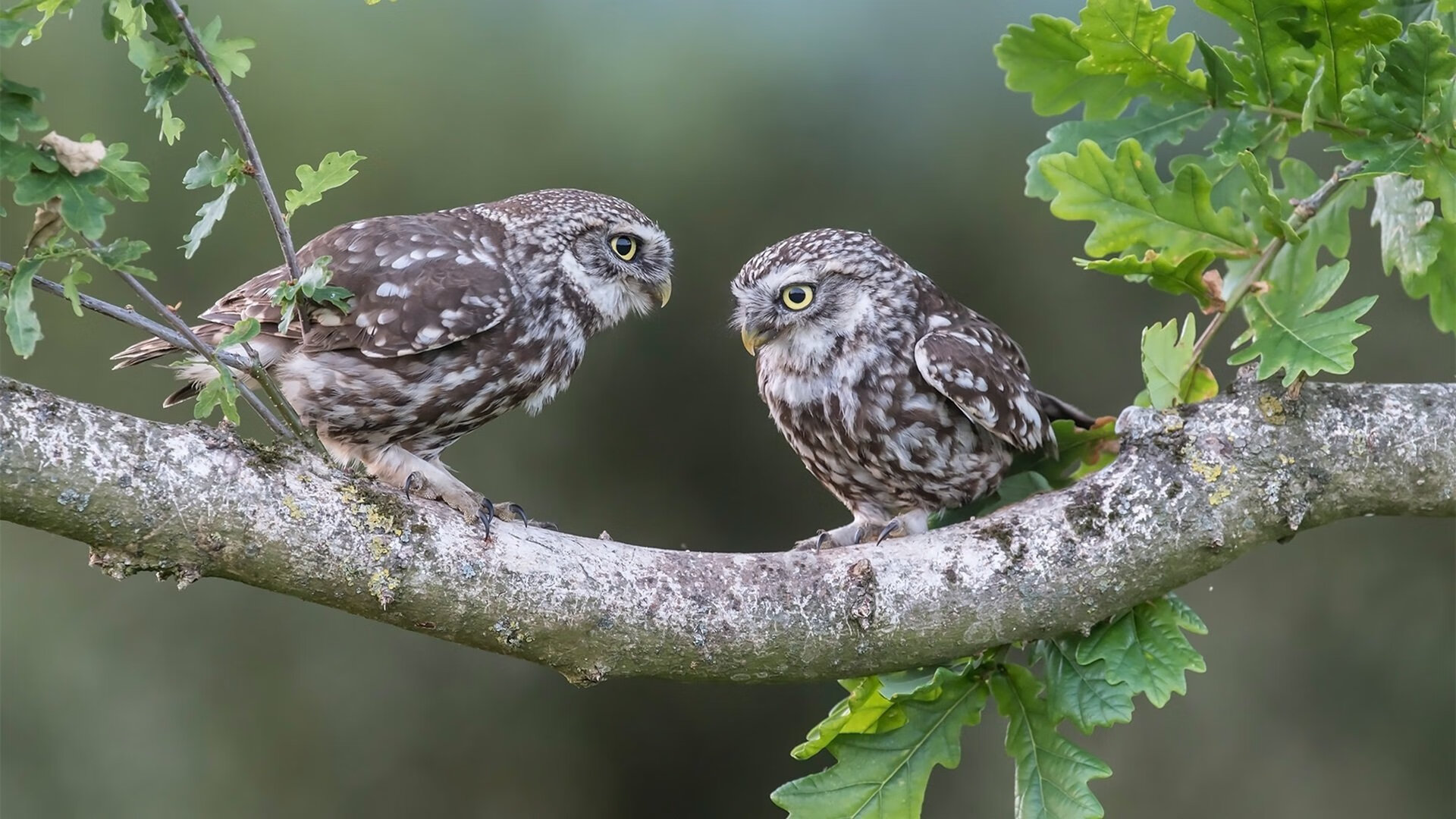 体育新闻中心协同推进体育行业媒资管理一体化,体育新闻媒体有哪些