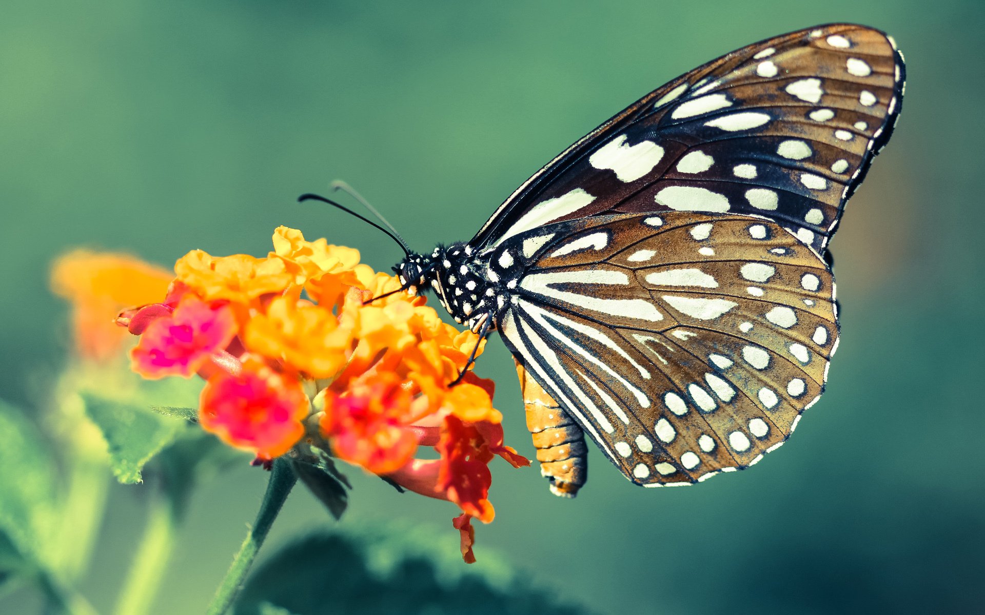 九游下载官网-对阵突尼斯等强队尚待检验与突破，缺氧为什么会引起神经细胞兴奋性降低