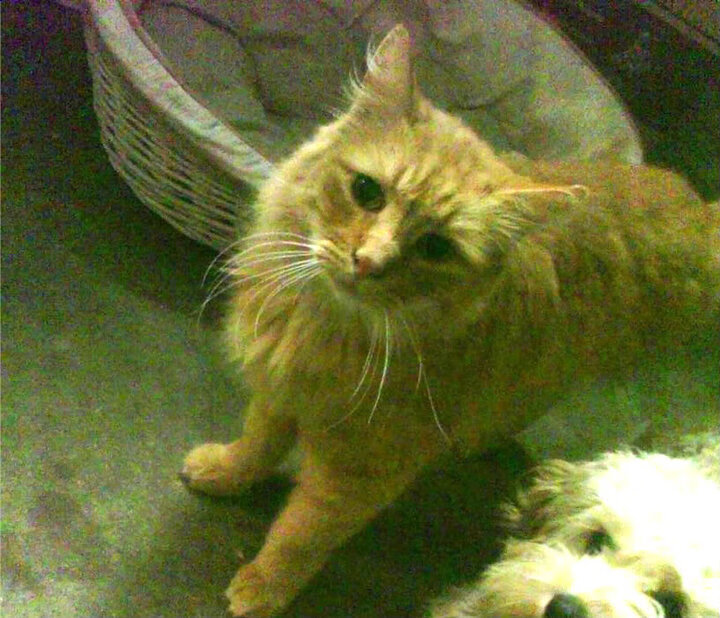 九游网游官网-七六人宣布与主帅续约建立长期合作