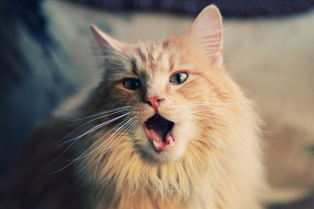 九游9游-世界杯裁判争议：比赛中的燃点与反思，世界杯 裁判