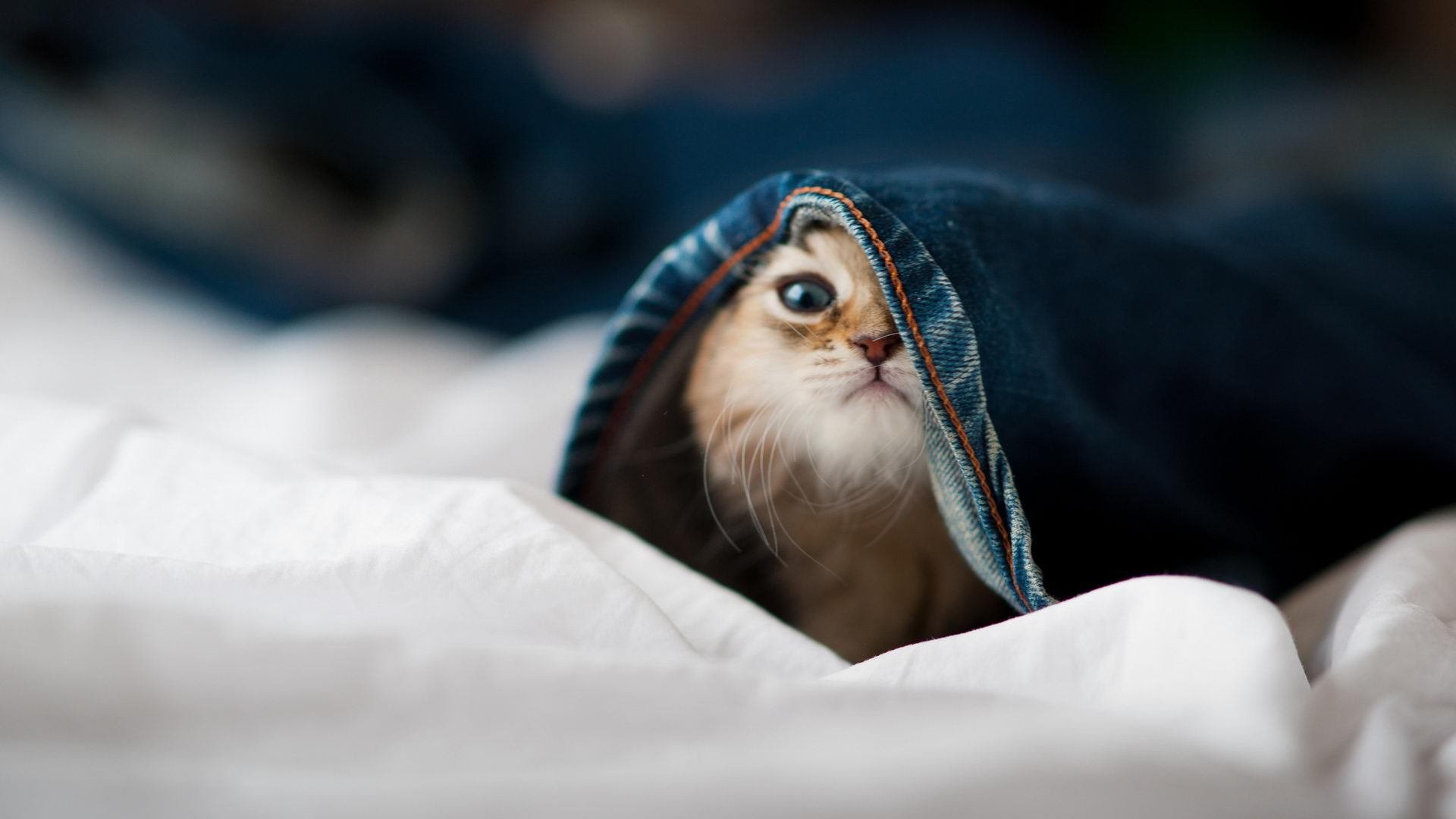 塞浦路斯女篮在欧洲锦标赛中表现优异，跻身强队行列，塞浦路斯欧盟成员国吗