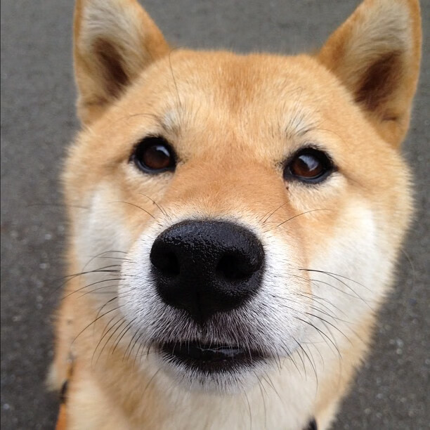 九游官网pc-捷克女篮在欧洲锦标赛中不断突破，赢得关注