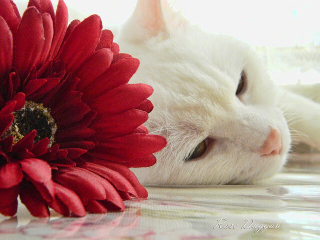 掘金全队三分手感火热命中率达五成,掘金队队史最高分