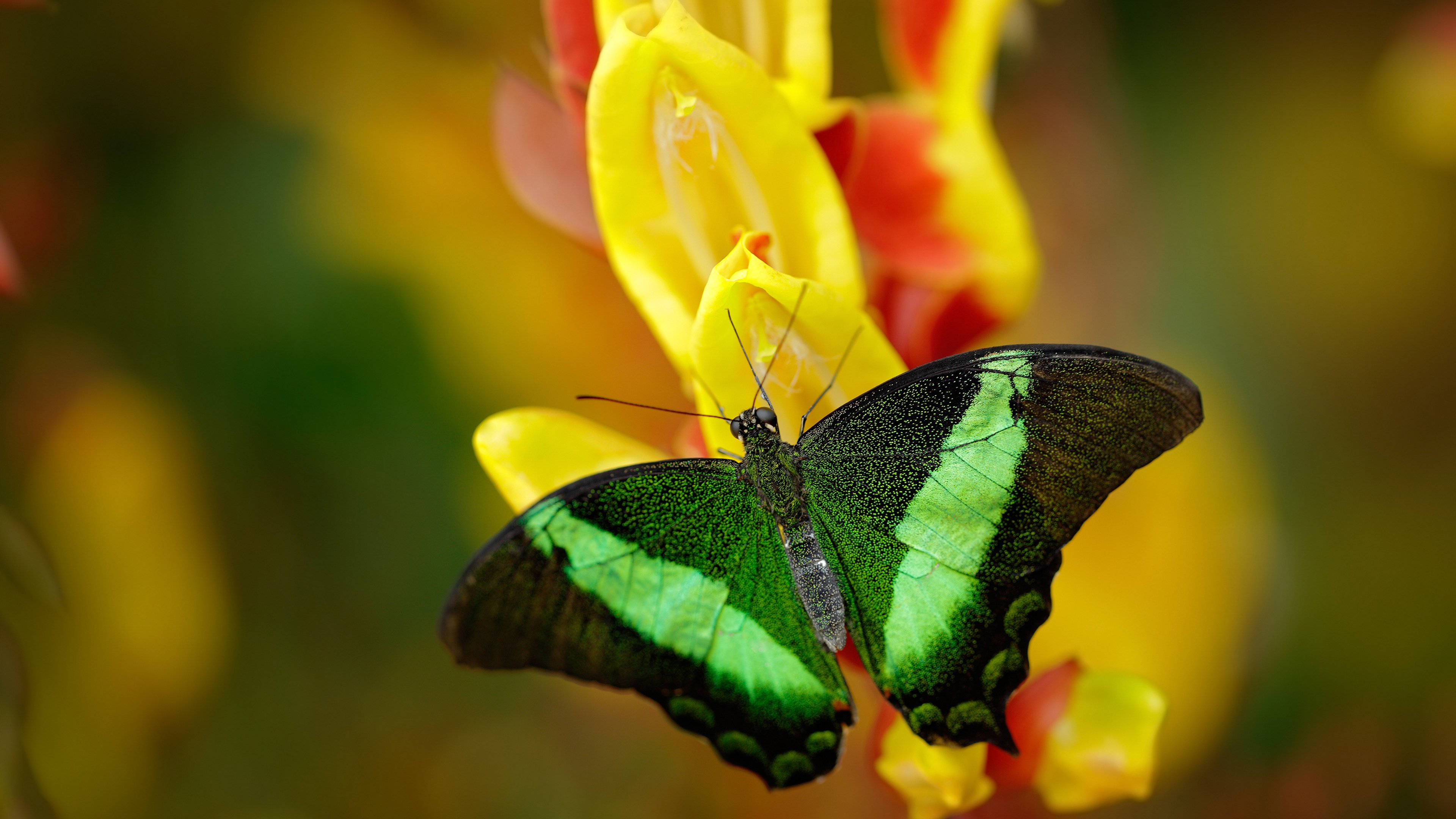 九游官网下载电脑版-特斯·冯·迪克：南非队的中场灵魂，传球精准，推动全队进攻，冯 斯特拉克