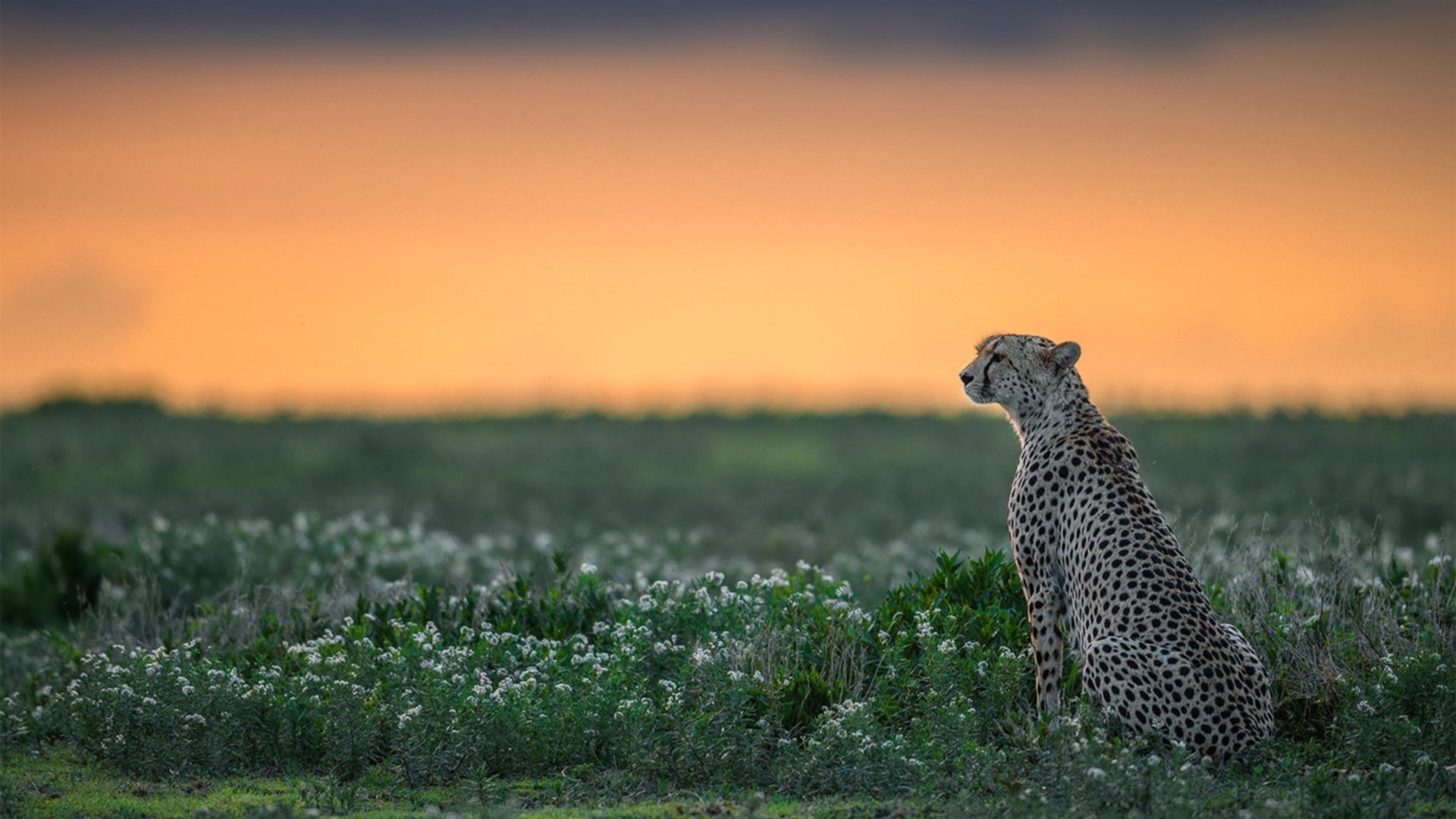 西甲激烈角逐：明星对决，精彩纷呈！，西甲巨星