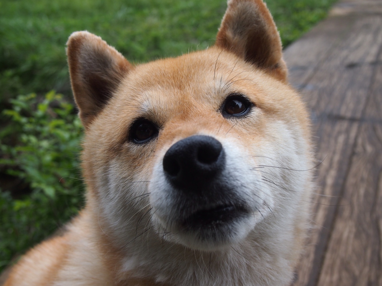 九游sports-鹈鹕球员在比赛中展现极致反击速度，鹈鹕战术